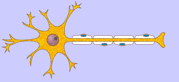 Impulso nervioso desplazándose por una neurona a través de su axón. 