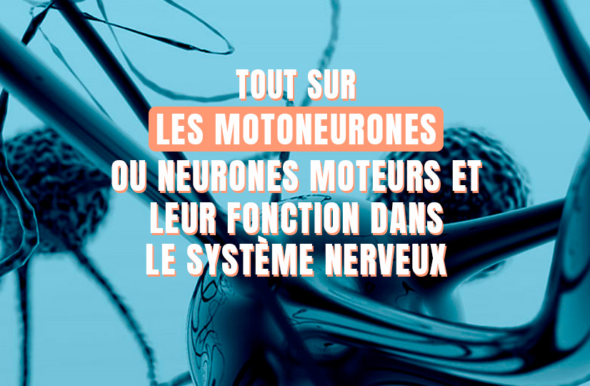 motoneurones