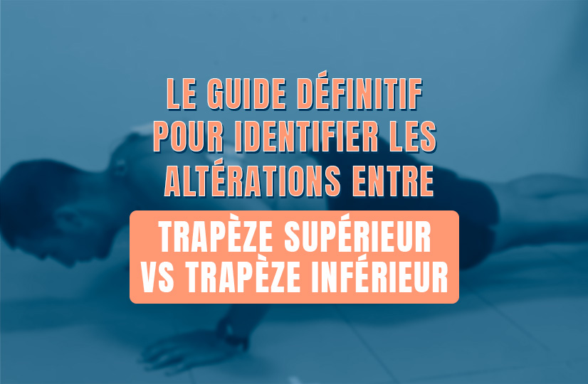 synergie trapèze supérieur