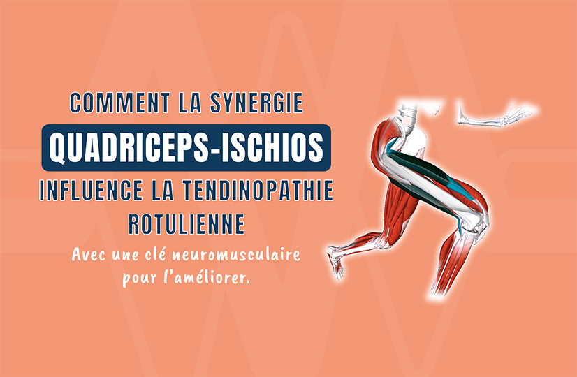 Comment la synergie quadriceps–ischios influence la tendinopathie rotulienne