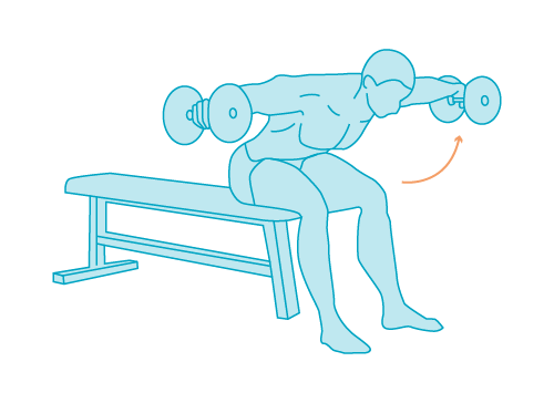 l’hypertrophie du deltoïde postérieur